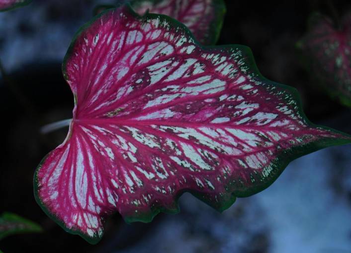 ilustrasi caladium red flash (vecteezy.com/kitsanaphong burarat)